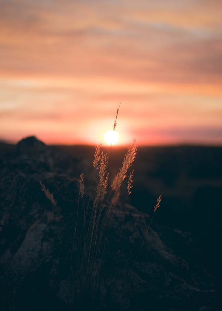 Beautiful sunset with silhouetted plants creating a tranquil natural scene.