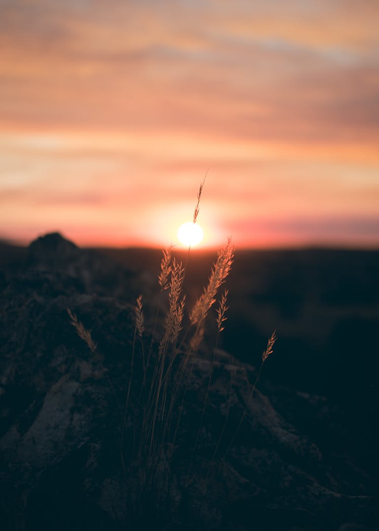 Beautiful sunset with silhouetted plants creating a tranquil natural scene.