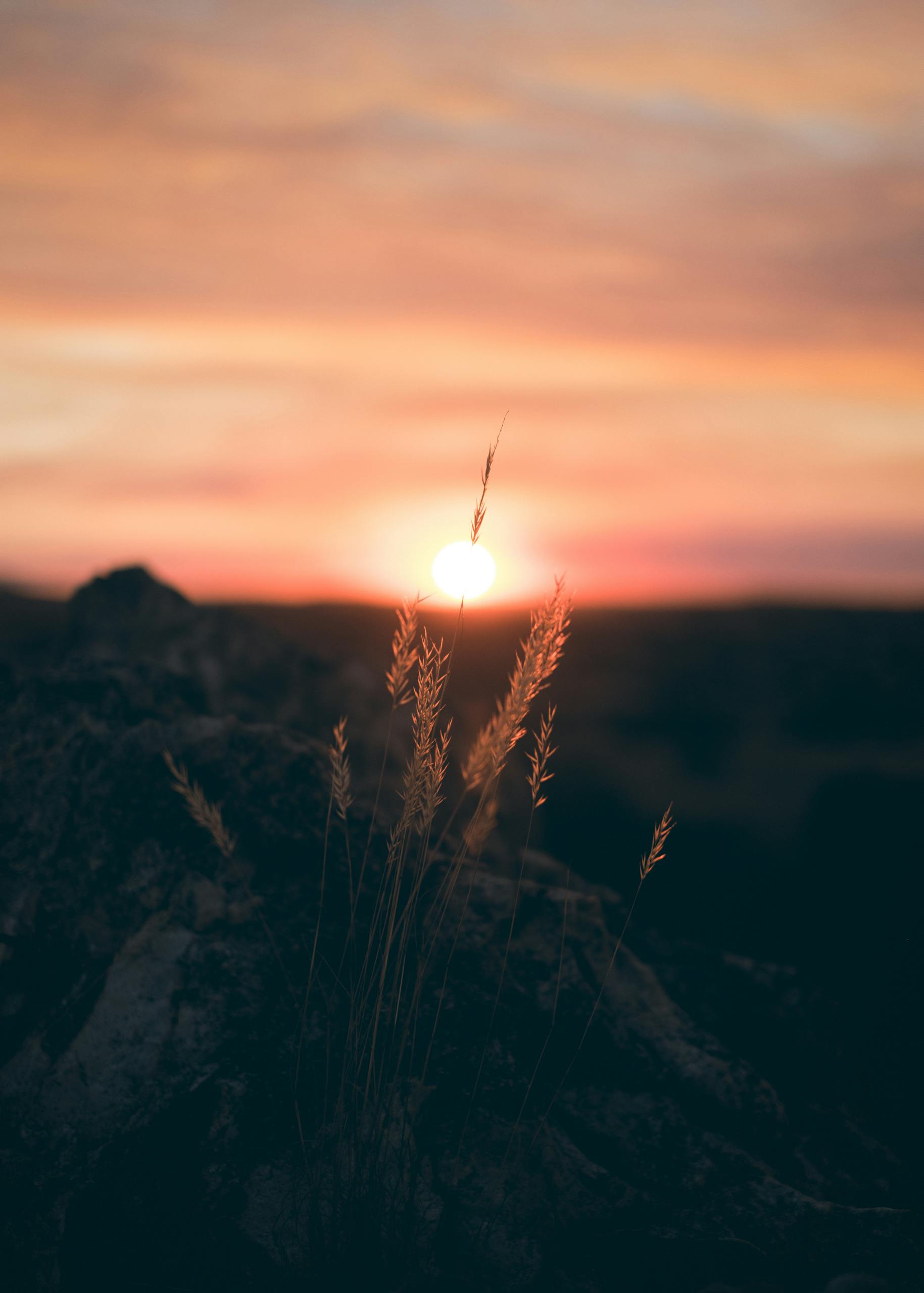 Beautiful sunset with silhouetted plants creating a tranquil natural scene.